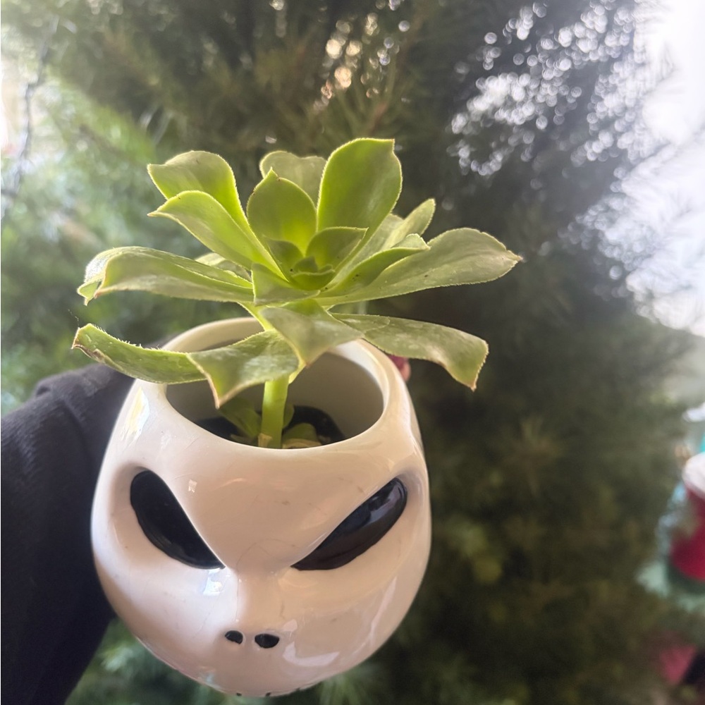 Jack Skullington Nightmare Before Christmas Skull Planter Mug